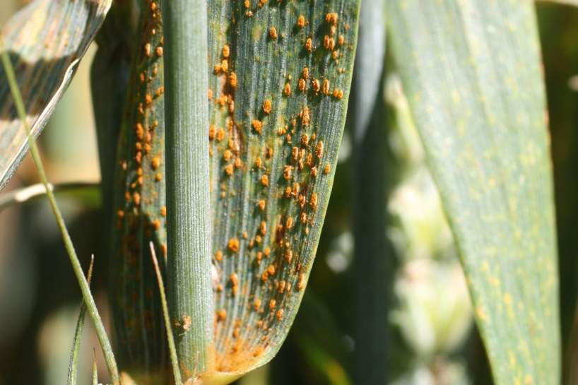 Leaf Rust - Wheat